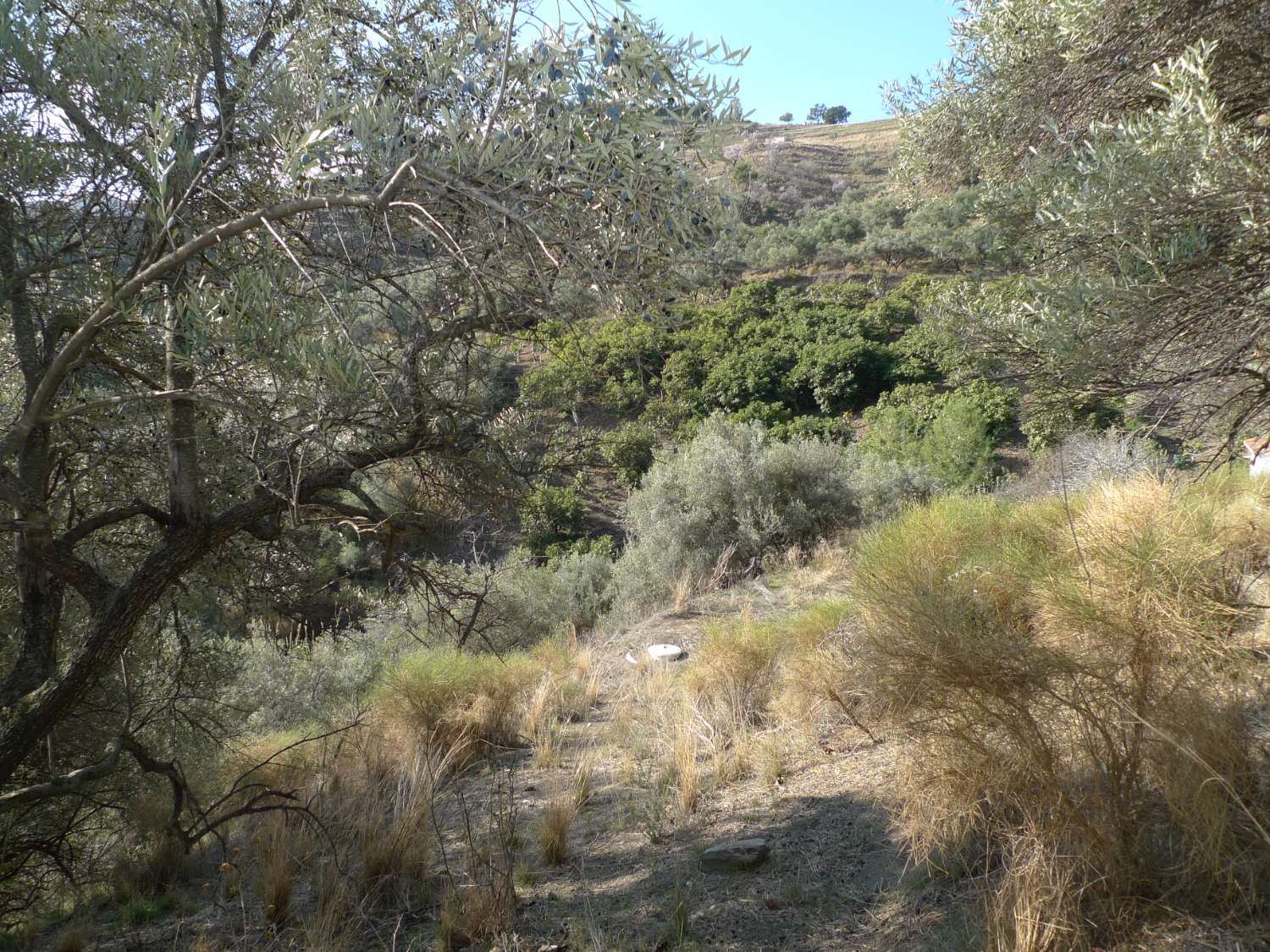 Plot and rustic farmhouse to reform for sale on the Frigiliana Torrox road