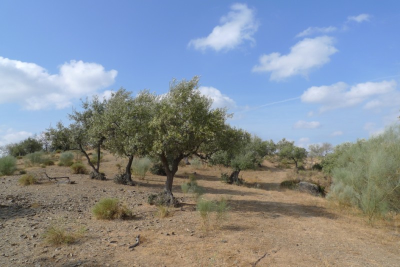 Villa en venta en Riogordo